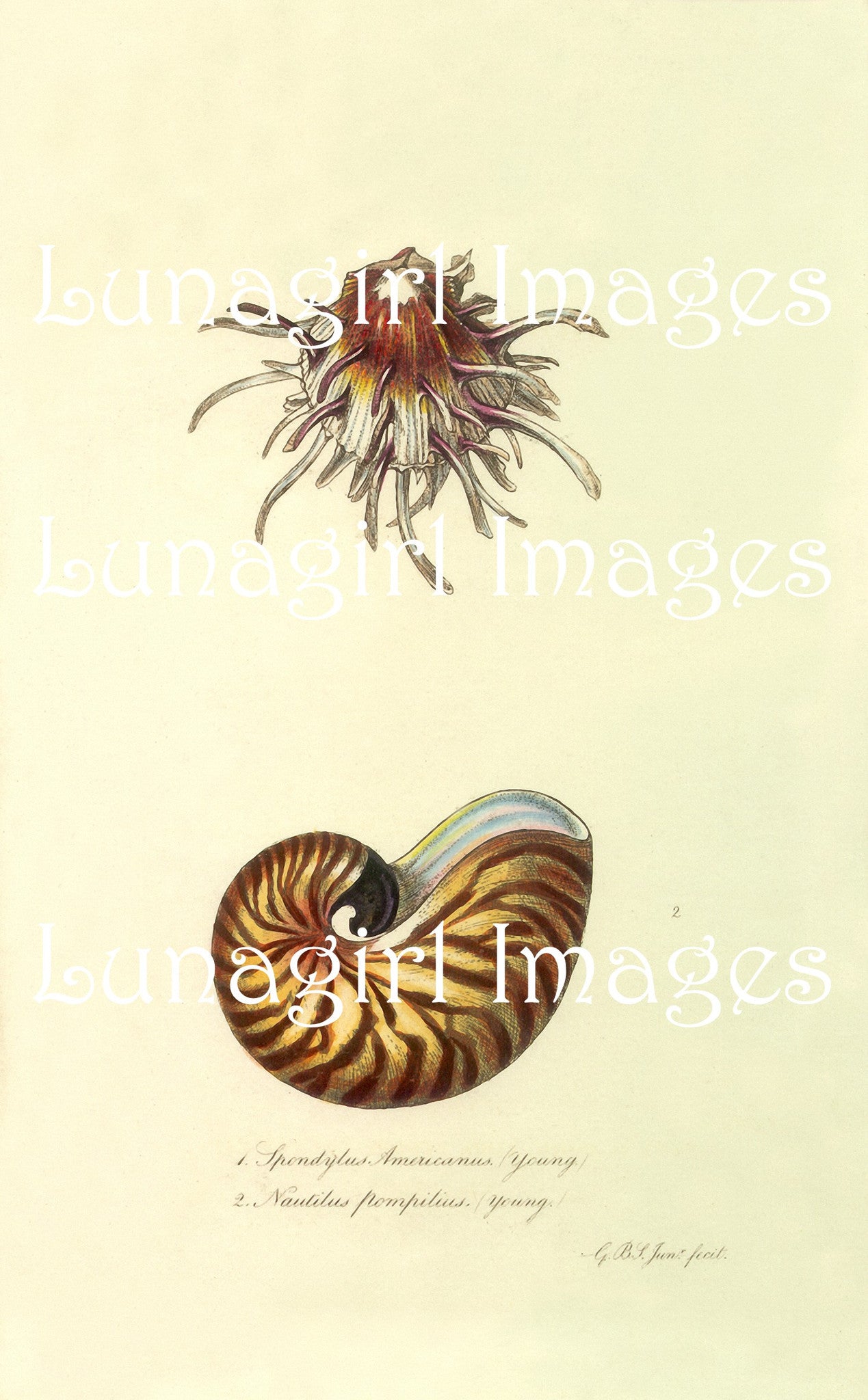 Antique Seashell Prints: 64 Images - Lunagirl