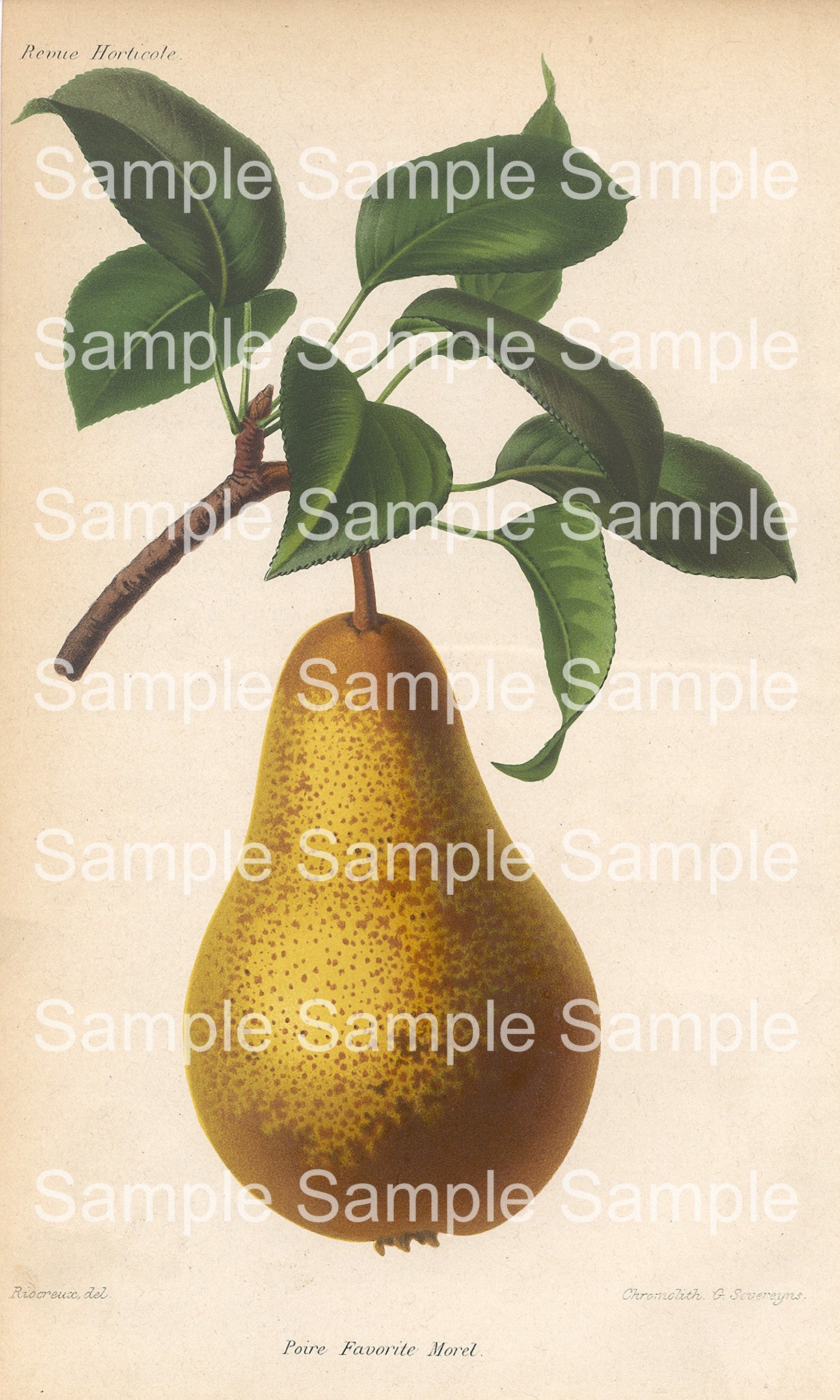 Fruit Botanical Prints: 49 Images - Lunagirl