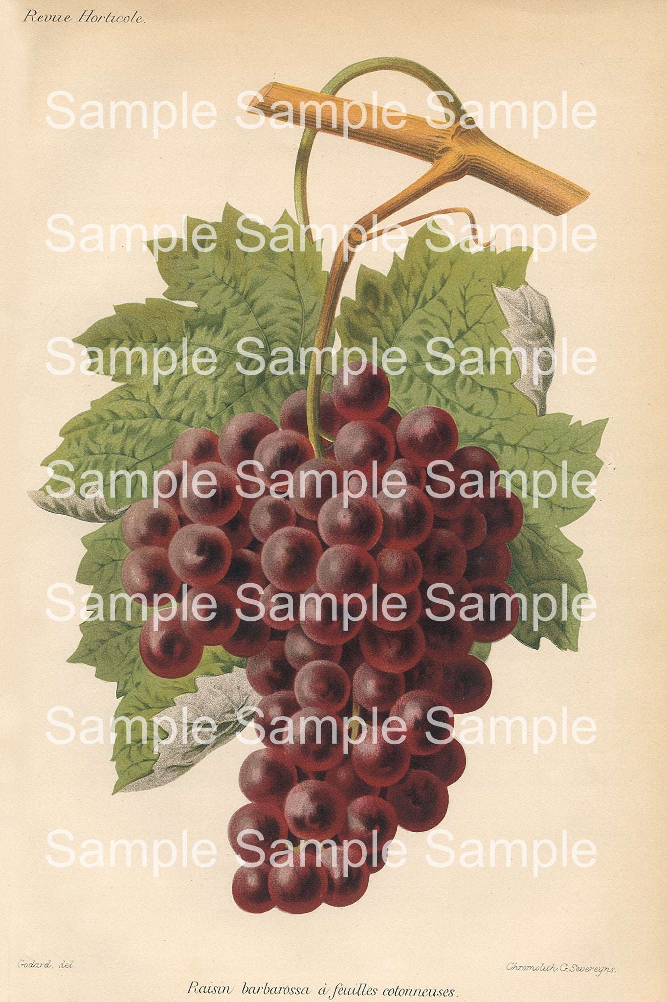 Fruit Botanical Prints: 49 Images - Lunagirl